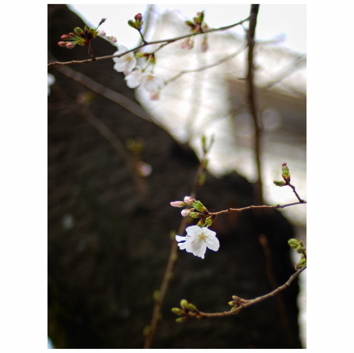 kikutaroid's tweet photo. 記録
#街歩き
#scene
#花 #flower #sakura
#樹木 #trees
#植物 #plants
#路傍 #roadside
#nikon #nikond2x #d2x #f_mount
#nikkor #afnikkor #afnikkor5014d
#singlefocuslens #aflens
#lightlyretouched
#snapseedapp https://t.co/WWhxwBGyOi