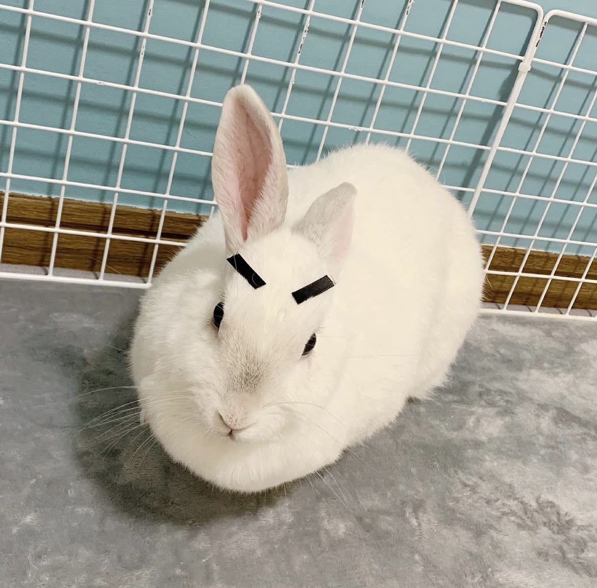 月に行ってしまった🌕エントリーNo.46 うさぎのしろちゃんぴー🇯🇵 tweet media