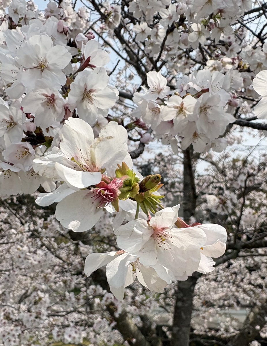 いっちー tweet media