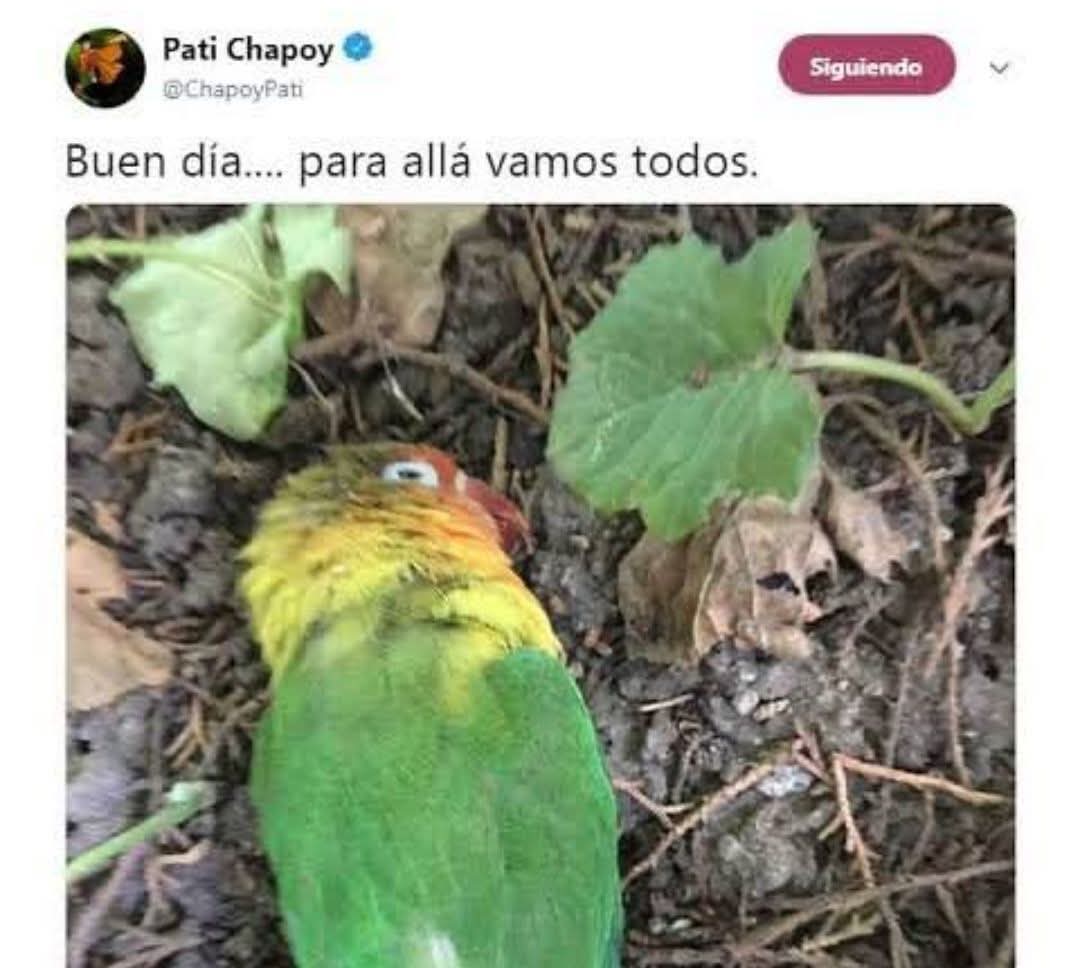 𝒟𝒶𝓁𝓁𝑜𝓌𝒶𝓎 tweet media