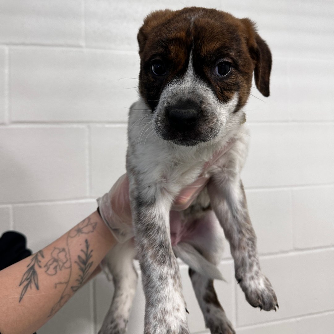 CalgaryHumane's tweet image. We have PUPPIES! ❤️🐶 Currently 6 adorable puppies are searching for their forever home 🏡! 
We offer both adoptions and walk ins, come visit us and meet these cuties ASAP 🕒!

 #PuppyAdoption #AdoptDontShop #DogLovers #PetAdoption #NewBestFriend #PuppyCare #YYC #Calgary #Alberta
