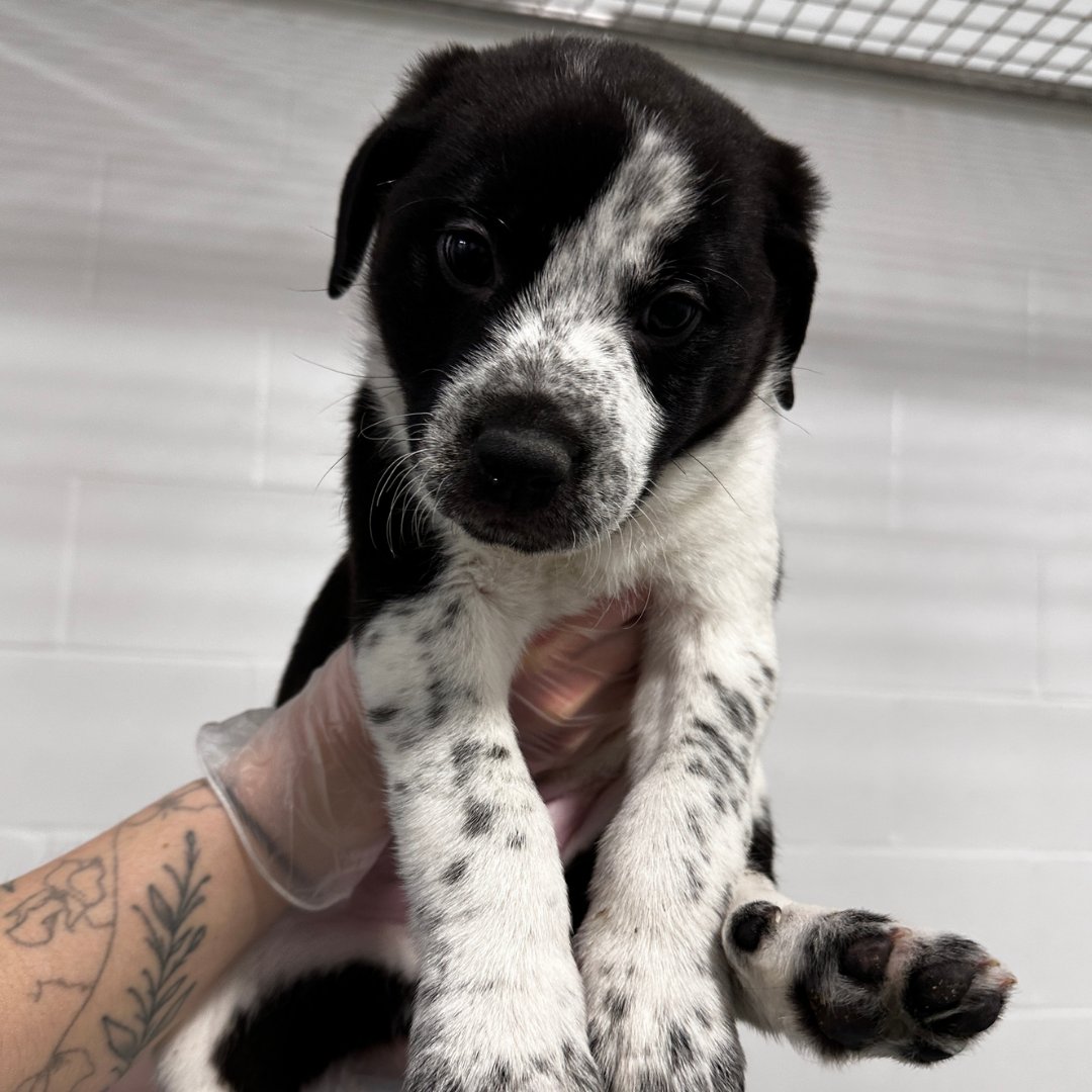 CalgaryHumane's tweet image. We have PUPPIES! ❤️🐶 Currently 6 adorable puppies are searching for their forever home 🏡! 
We offer both adoptions and walk ins, come visit us and meet these cuties ASAP 🕒!

 #PuppyAdoption #AdoptDontShop #DogLovers #PetAdoption #NewBestFriend #PuppyCare #YYC #Calgary #Alberta