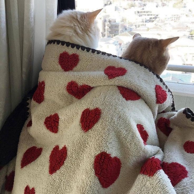 catsdotjpg's tweet photo. https://t.co/7AMCVVmnGA