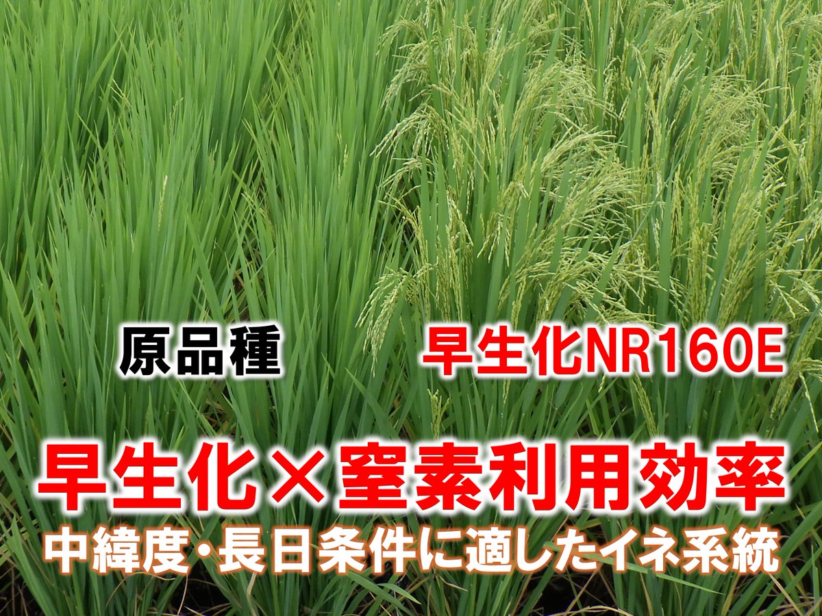 国際農研 tweet media