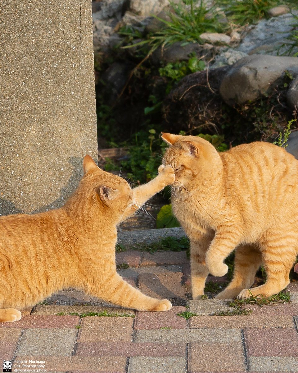 猫写真家 森永健一|Comedy Pet Photo Awards 2022 日本人初の一位 tweet media