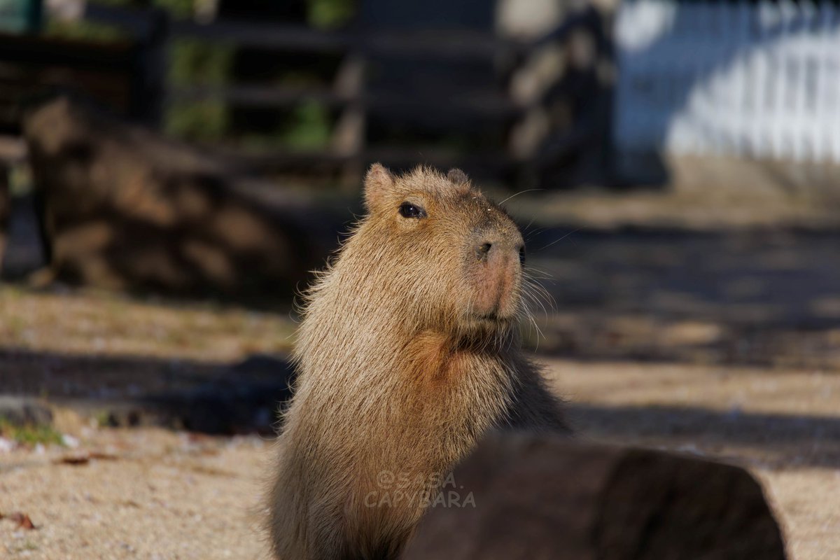 ささ @sasa.capybara tweet media