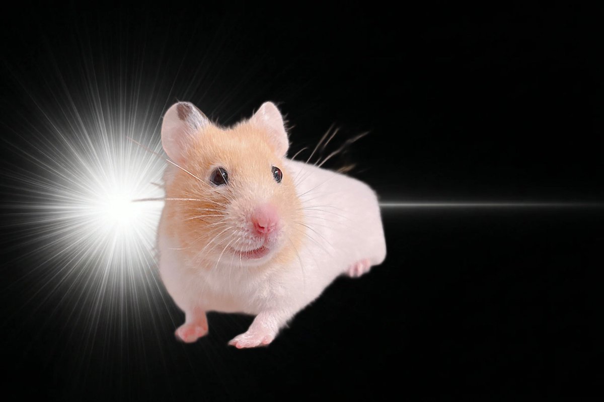 ハムちゃん🐹 tweet media