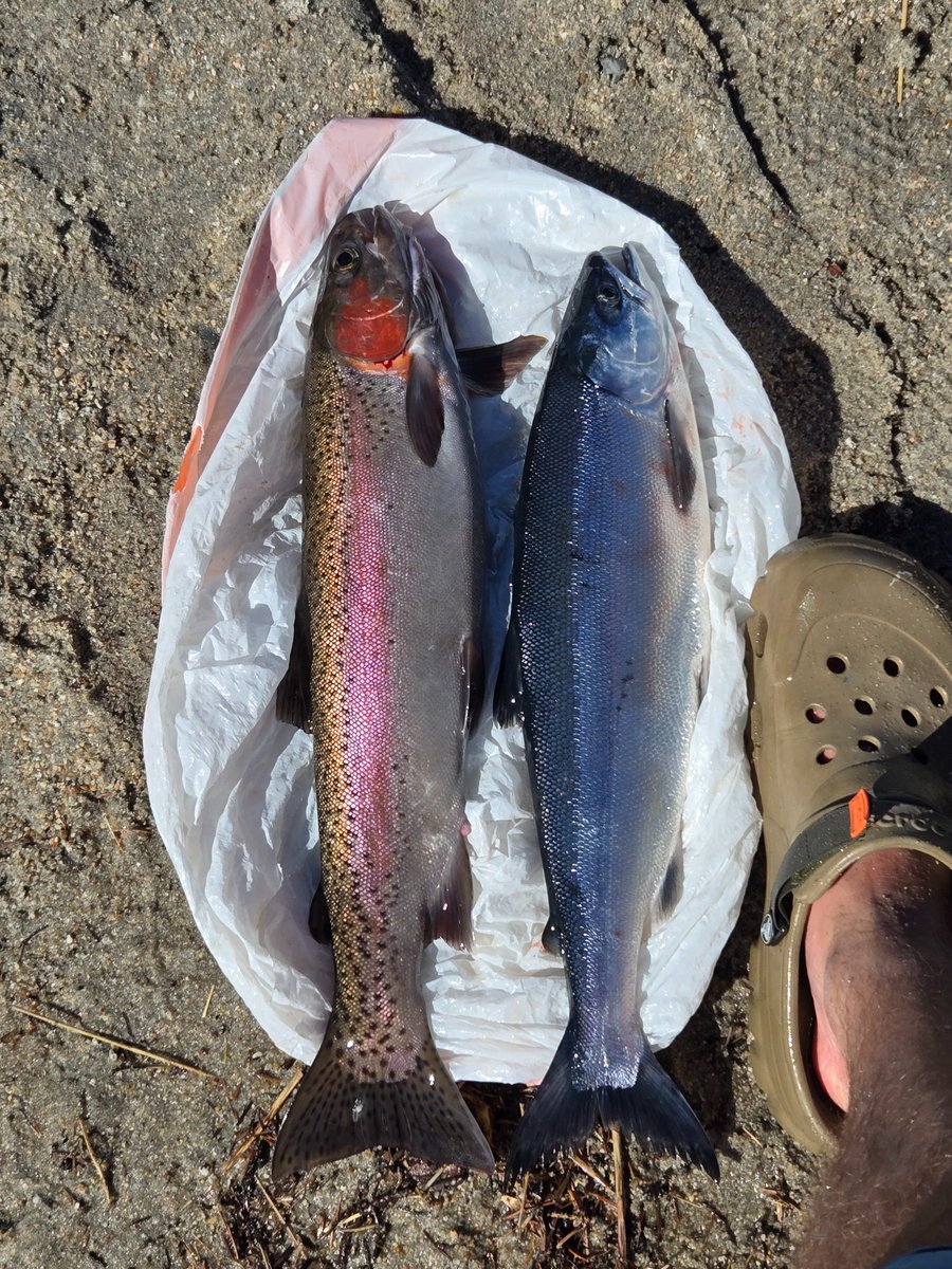 Yetified_Mayhem's tweet photo. Kokanee and Rainbow off a kayak, early season. #Idaho #McCall https://t.co/1SsbshAfWL