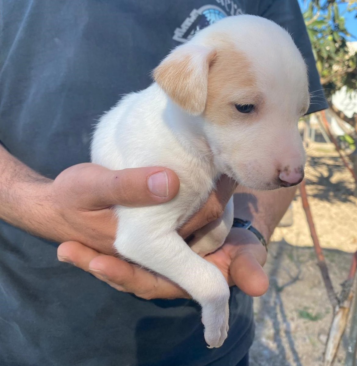 NuevaVidaAdop's tweet image. #madrid
LUXO cachorro mestizo abandonado junto a sus hermanitos en unos invernaderos
NECESITA #adopcionresponsable  
Tiene 1,5 meses,de tamaño peque en edad adulta
Se entrega chipado,vacunado,desparasitado y CON compromiso de castracion 
CONTACTO📩 facenuevavida@gmail.com