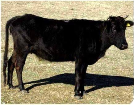 Fatih Çolak tweet media