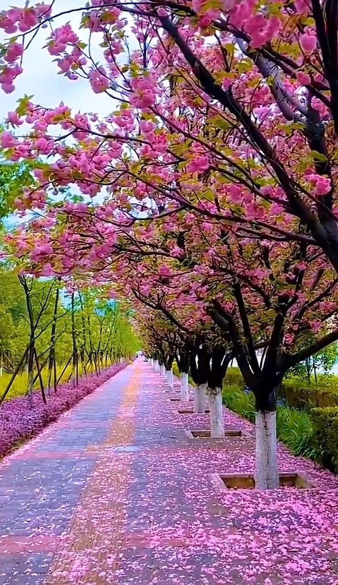 🔆 V 🔛 LOVE 🔆 tweet media