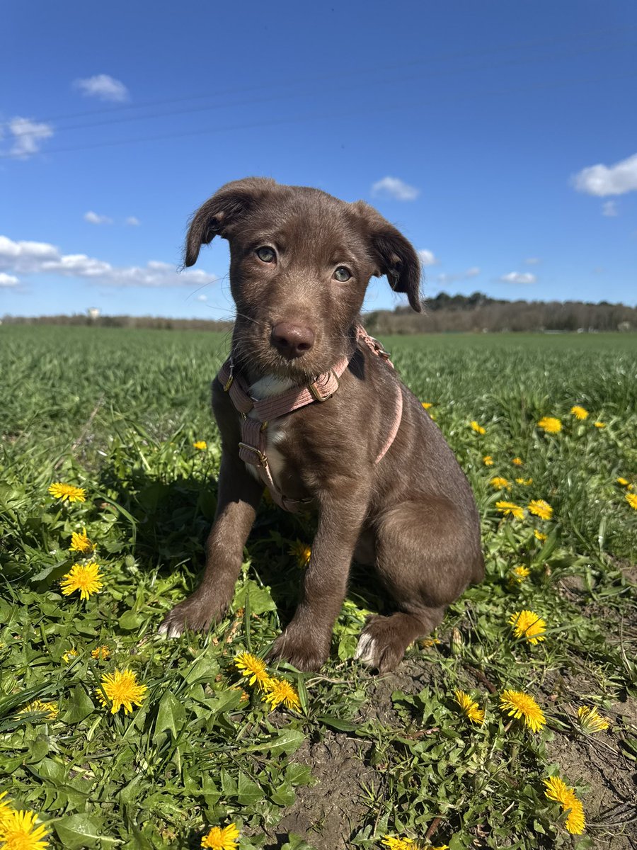 xaureliam's tweet photo. Alors je tente ma chance ici : si t’as déjà eu un chien sensible, si t’as la patience pour créer un lien de confiance avec un super chiot trop bg, si tu te sens capable d’adopter un chiot qui demande bcp de travail Billy est fait pour toi (campagne 77), il a pleinnn de qualités! https://t.co/F5A7aCf9Ug