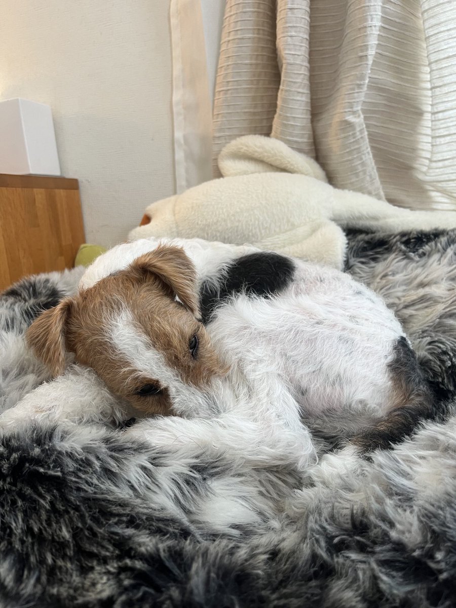 すごい風！

お転婆リラさんは強風が怖いので、お散歩は諦めて庭で遊ばせようと外に出た瞬間シッポ巻いて固まってしまいました🪨庭もダメかーそりゃそうか。
無理せずおうちにいようかね

こういう繊細な子（お転婆だけど！）は初めてなので、かいぬしも色々勉強になります😅