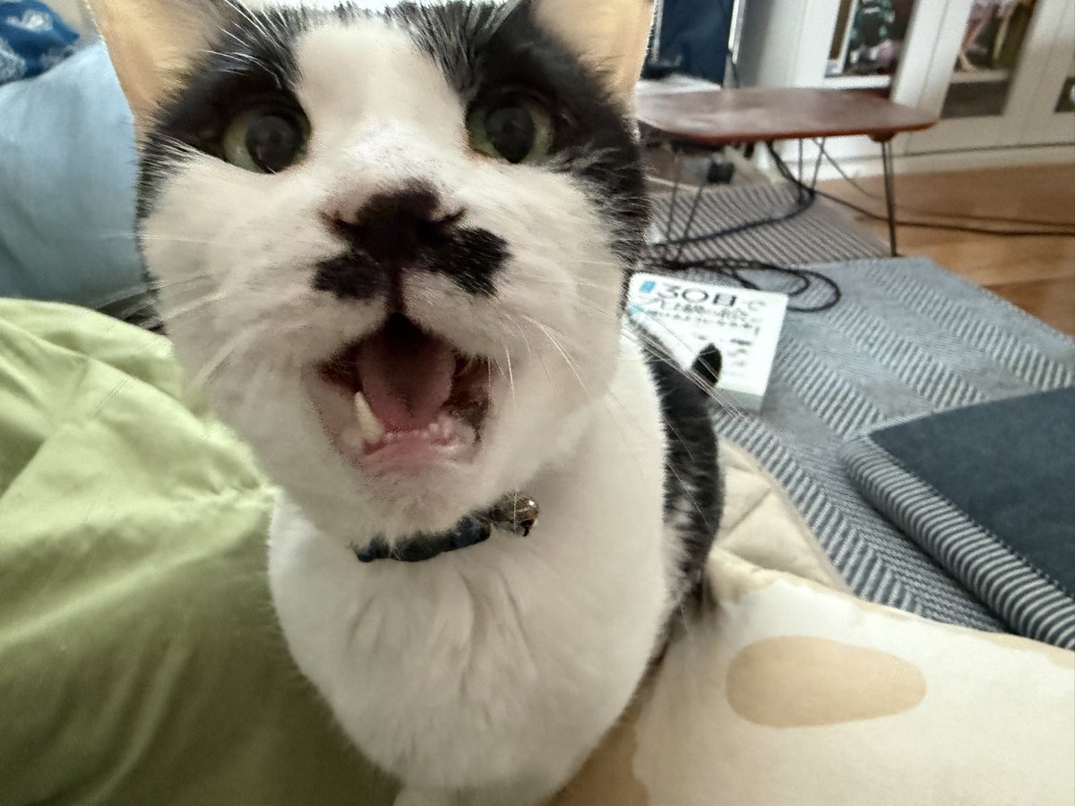 ハチワレキティ tweet media