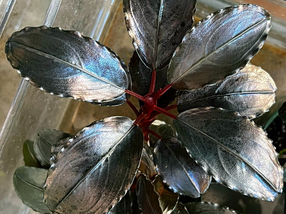 Blutan55 tweet media