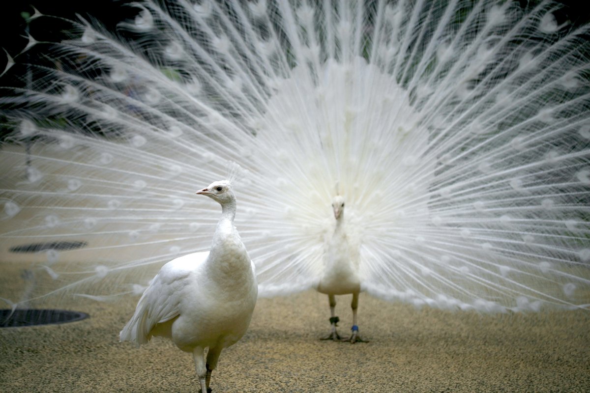 サヨコロ tweet media