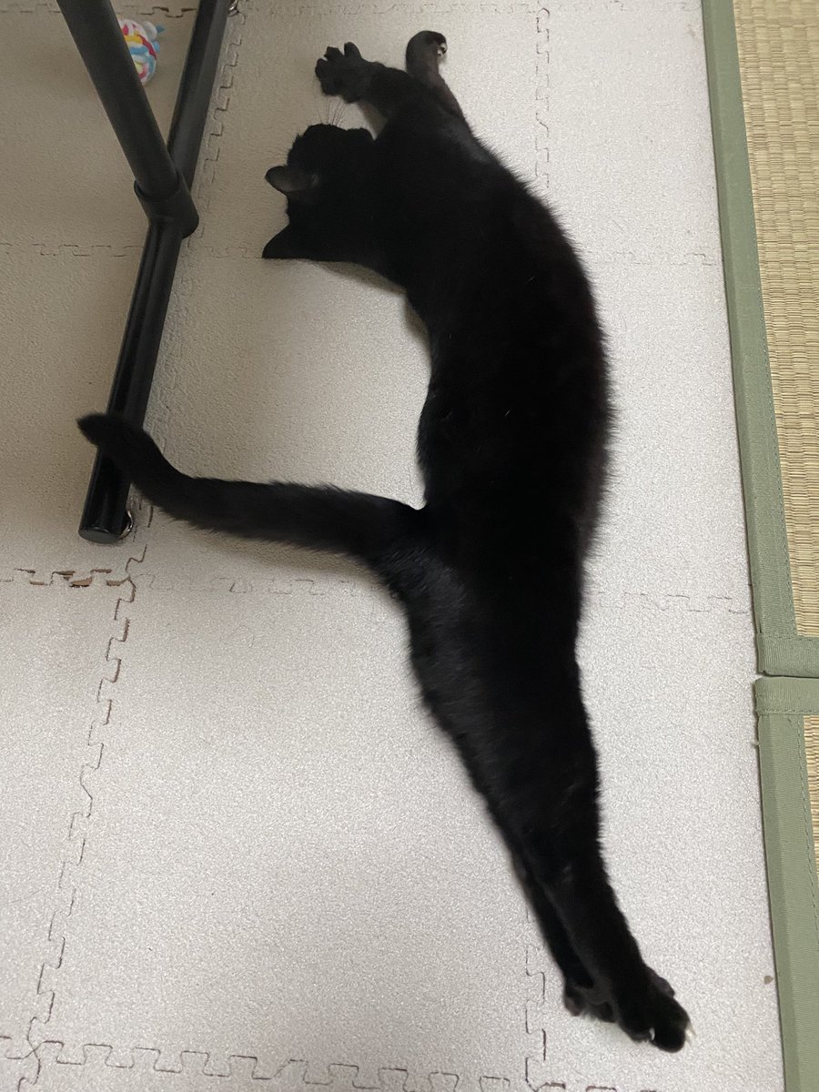 youpi🐈‍⬛黒猫 tweet media