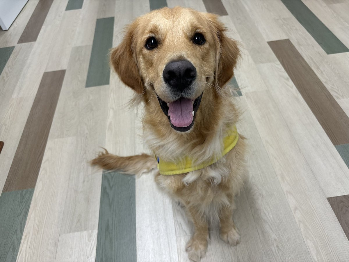 (社福)日本介助犬協会 tweet media