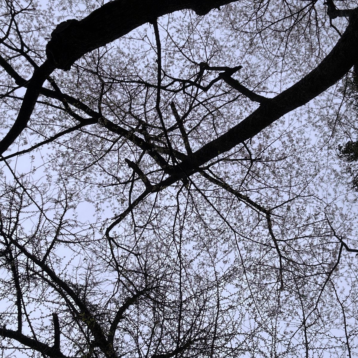 あさみ tweet media