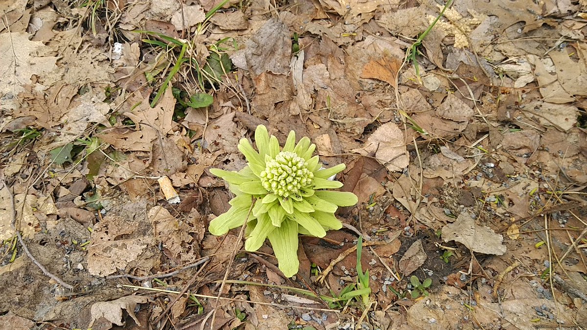 猫屋@80㌔級 tweet media