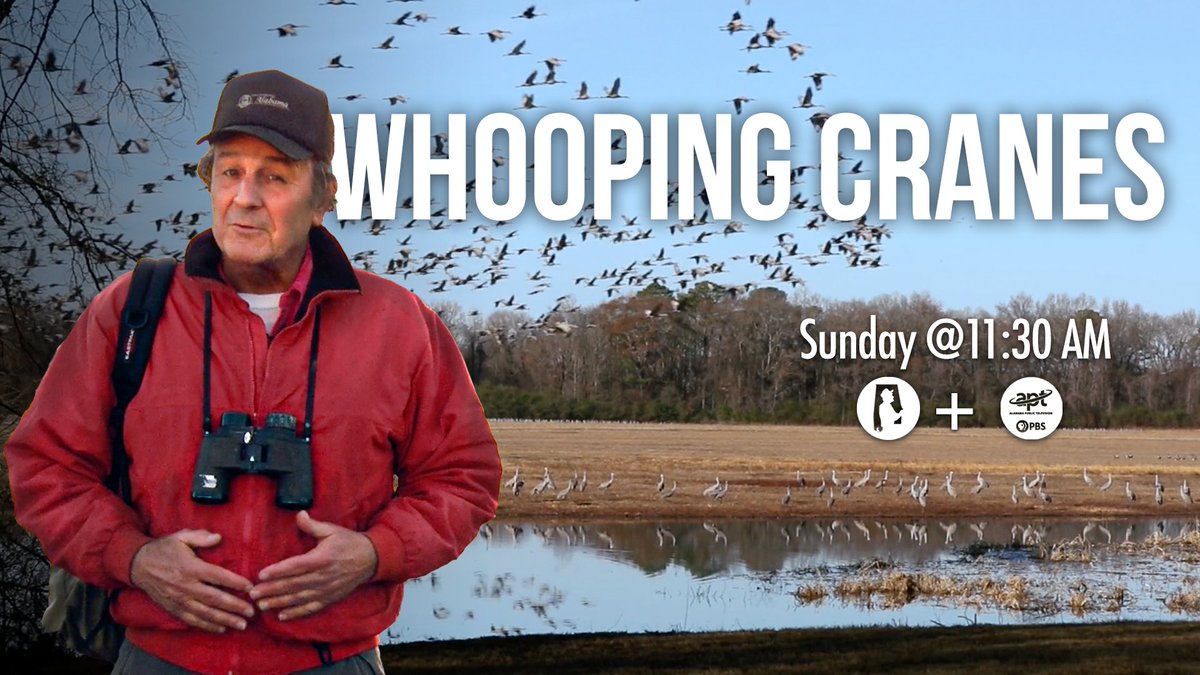 DiscoveringAL's tweet photo. Dr. Doug Phillips reflects upon the eloquent writings of the early American conservationist, Aldo Leopold, to punctuate the majesty and significance of cranes. Watch Discovering Alabama on @APTV on April 12 at 11:30 a.m.

Teacher Guide: → https://t.co/jMvQAB6cGR https://t.co/PwMie9GjqL
