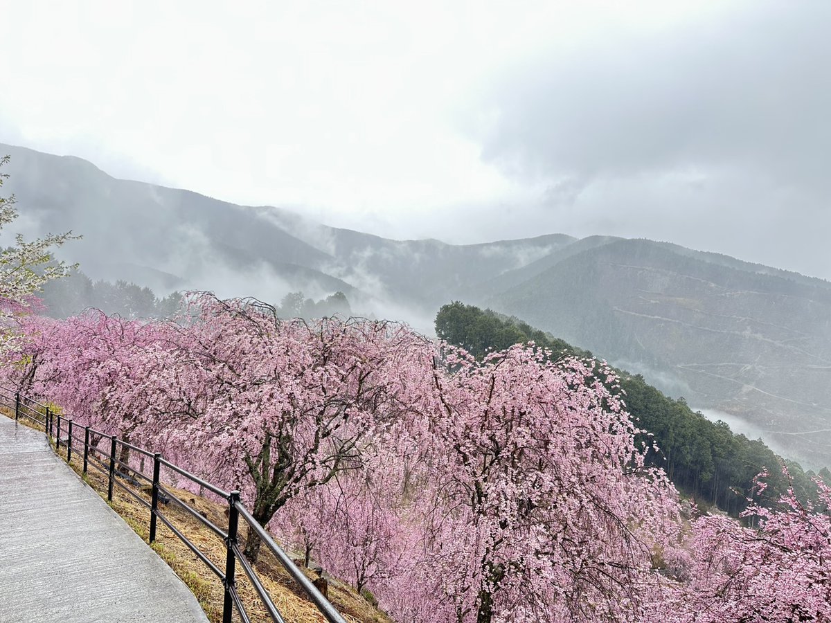 高見の郷 tweet media