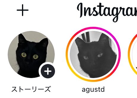 2139whitecat's tweet photo. 待って、オソロ😂
（別の猫です） https://t.co/uHKvDIeX9k