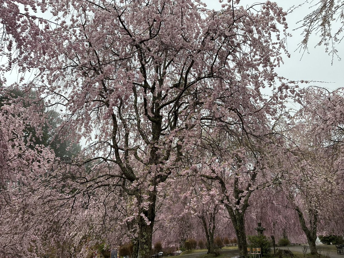 高見の郷 tweet media