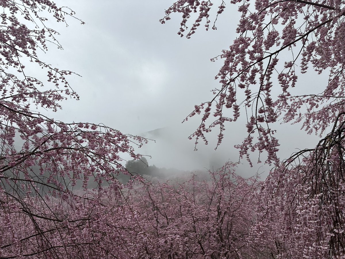 高見の郷 tweet media