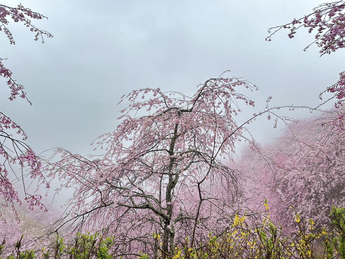 高見の郷 tweet media