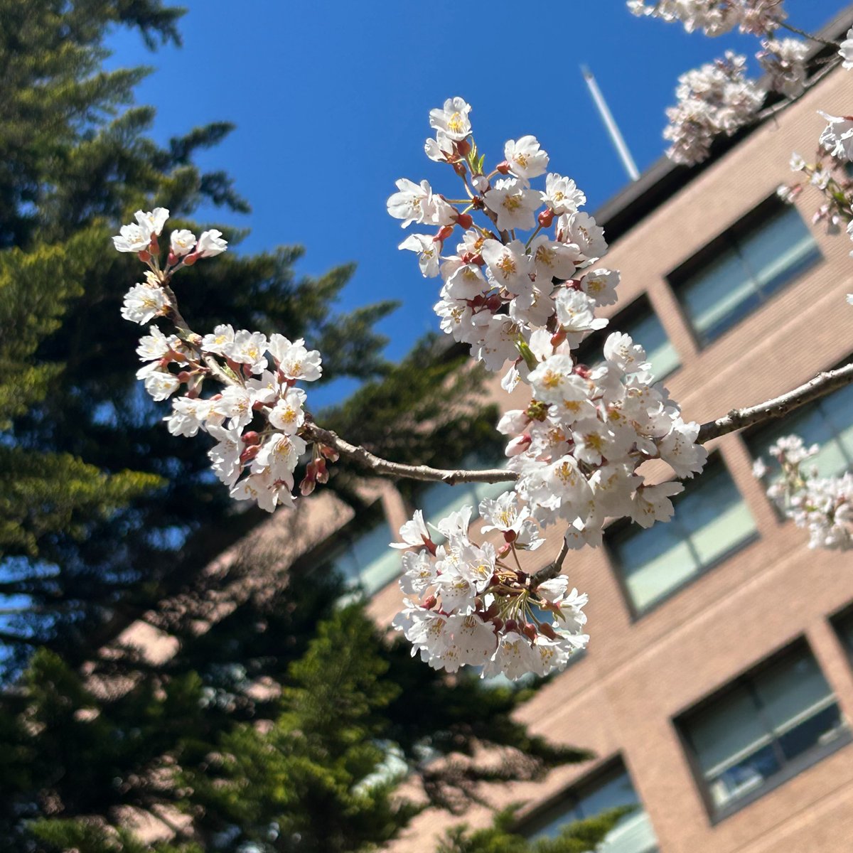 🌸Sakura season has arrived in Morioka!   The city is now lined with delicate pink blossoms, marking the arrival of spring in #Iwate. 
If you’re in the area, we hope you enjoy the beautiful scenery🌿✨
(check out the Ishiwarizakura Rock Splitting Cherry tree in full bloom today!)