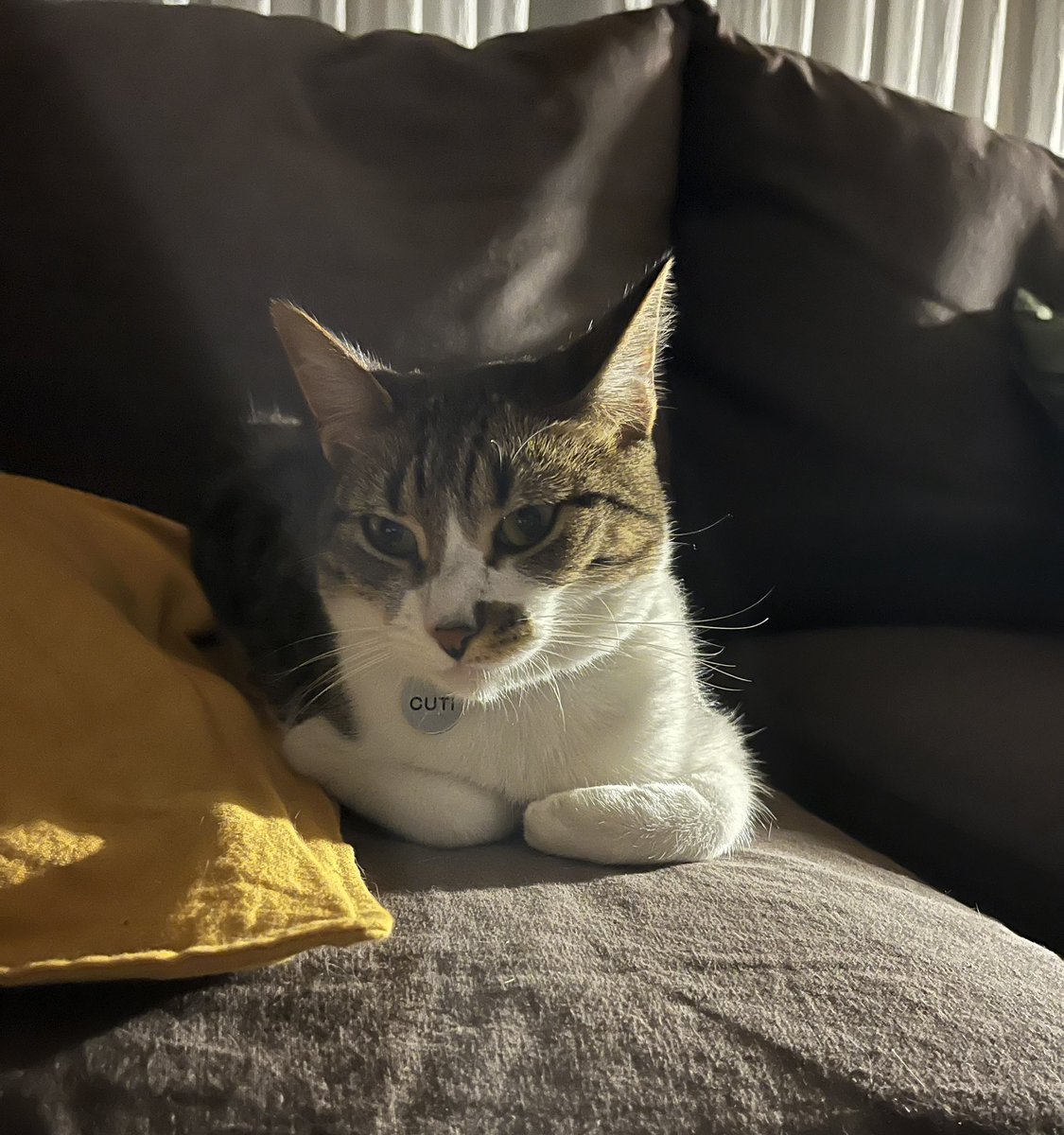 ॐ Oveja Gris 𓂀 tweet media