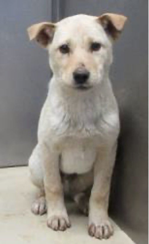 🟩香川県西讃保健所収容情報🟩
管理番号2640004
3〜5ヶ月の男の子が捕獲されました
まっすぐこちらを見つめている瞳…
賢くて優しい男の子なんだだろうな😢
まだ幼いこの子にとって、ここでの時間はあまりにも過酷😭
どうかこの子にあたたかい家族と安心できる未来を🙏

掲載期日 4月15日