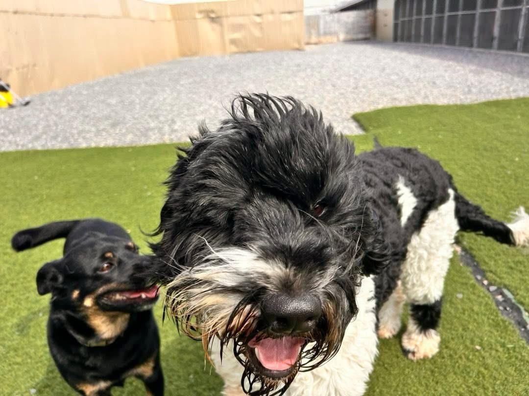 CanadianBlackBear🇨🇦 (CanadianPenny🌈) tweet media