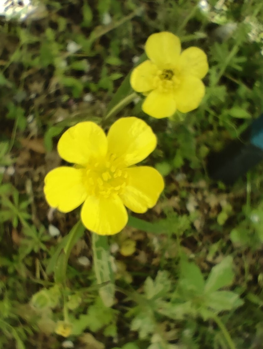 QTokitabi's tweet photo. いいねだけではアカウント削除されるらしいから
何か投稿
この花は毒らしい https://t.co/DqEsOiiVDy