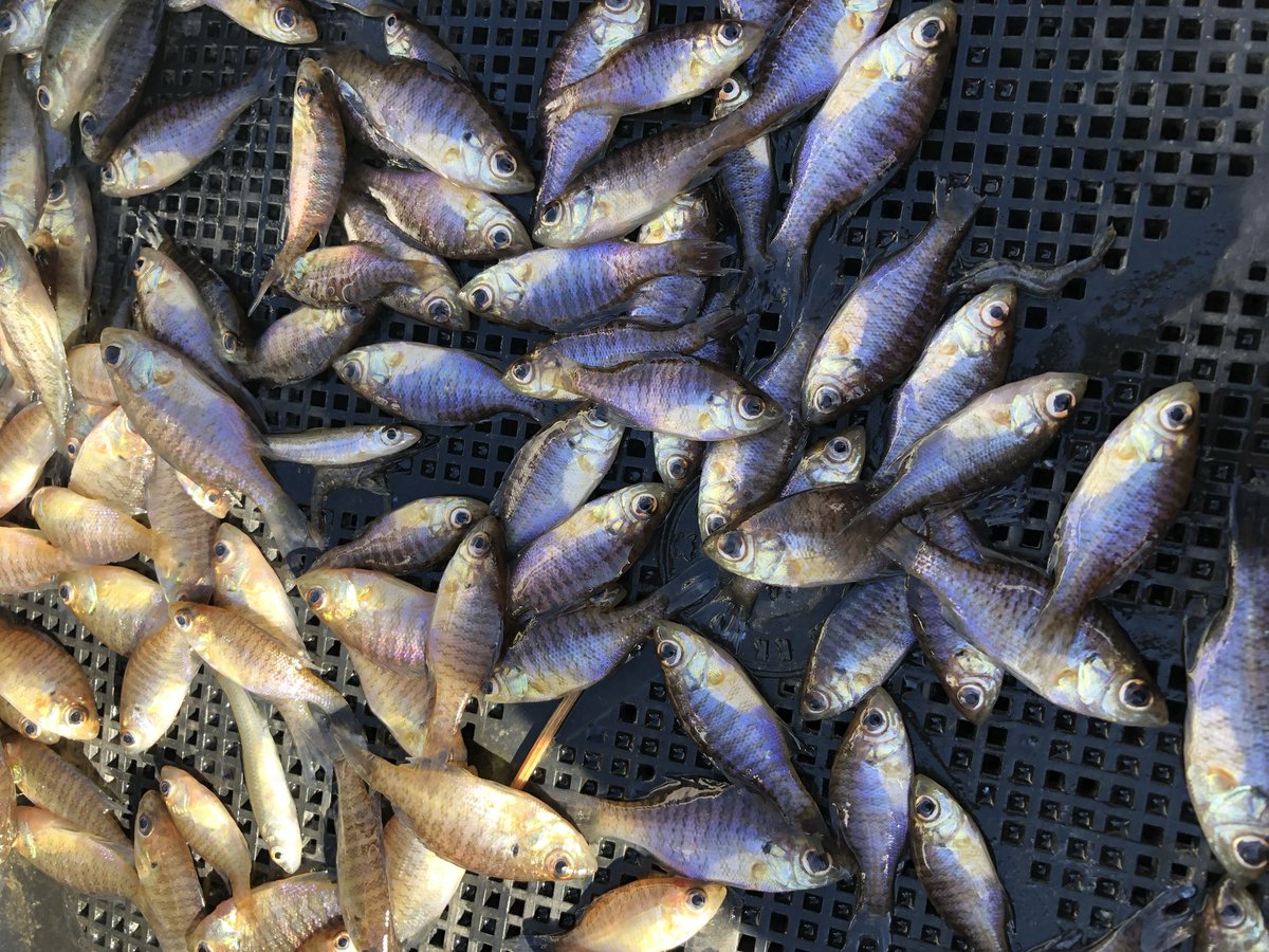 北総水産 tweet media