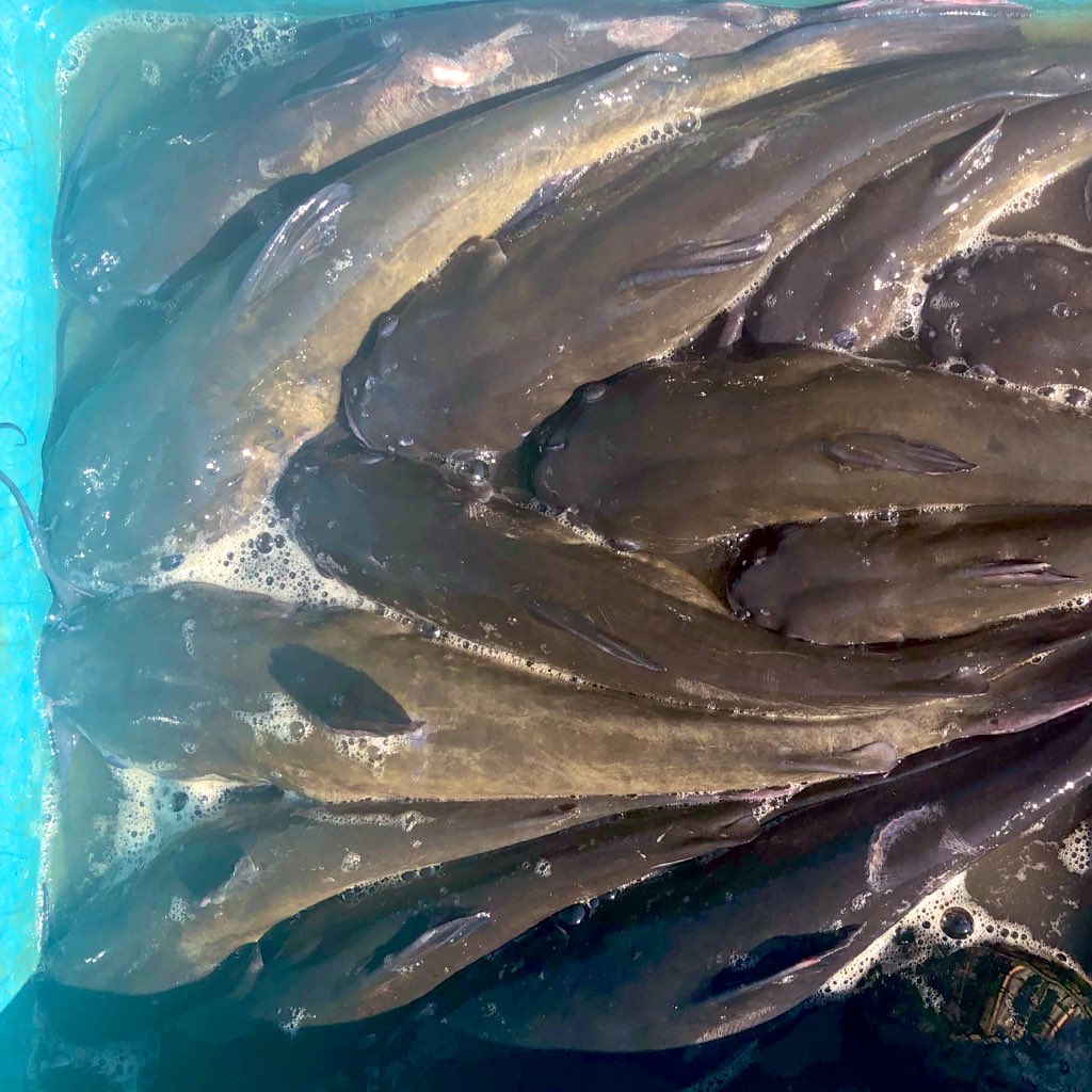 北総水産 tweet media