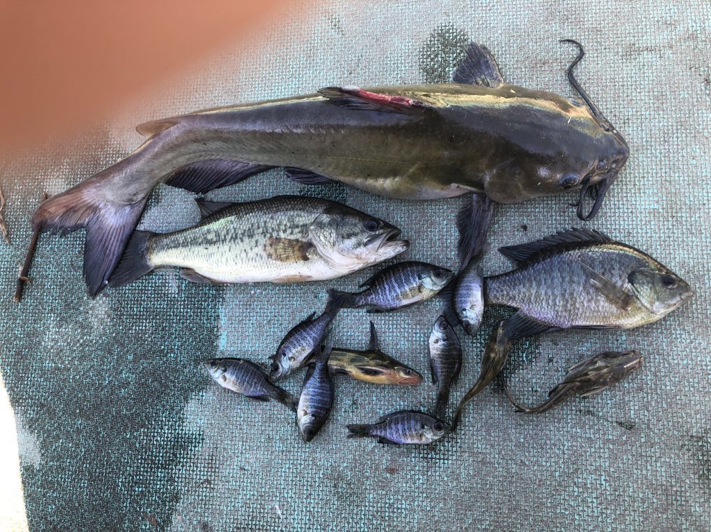 北総水産 tweet media