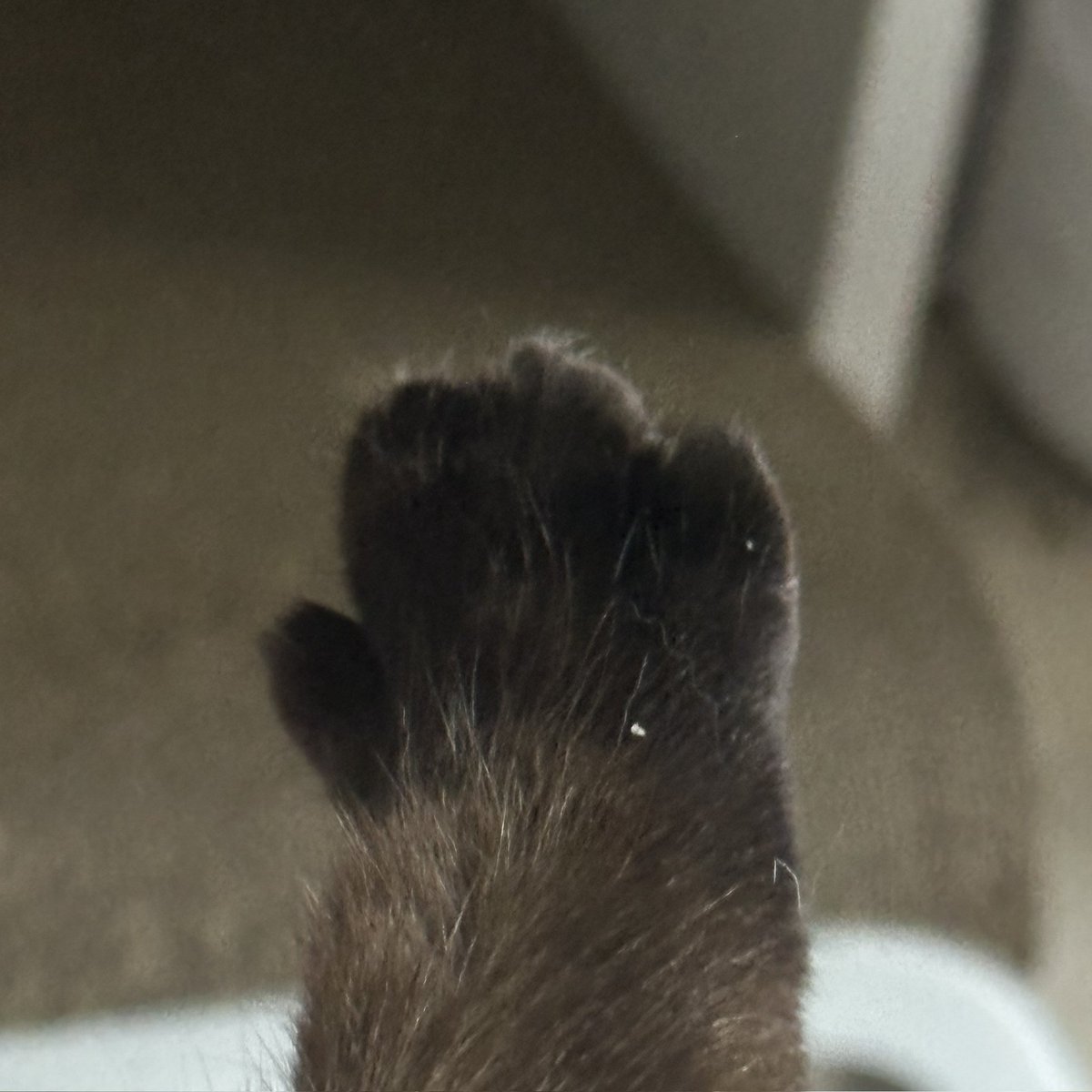 앵알이 tweet media