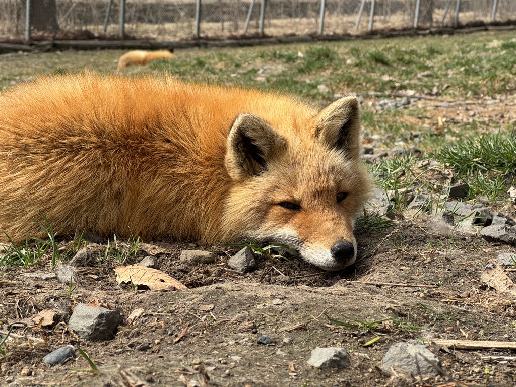 てんとまん△ tweet media