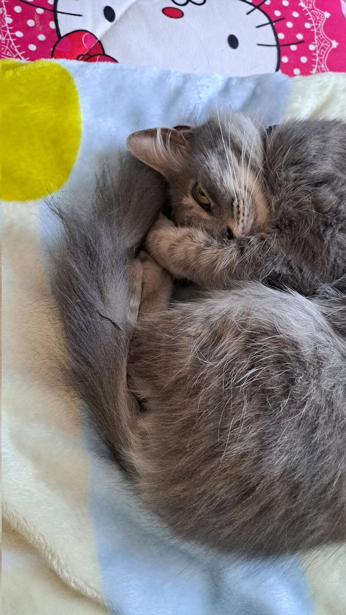 Santy  ✨️ tweet media