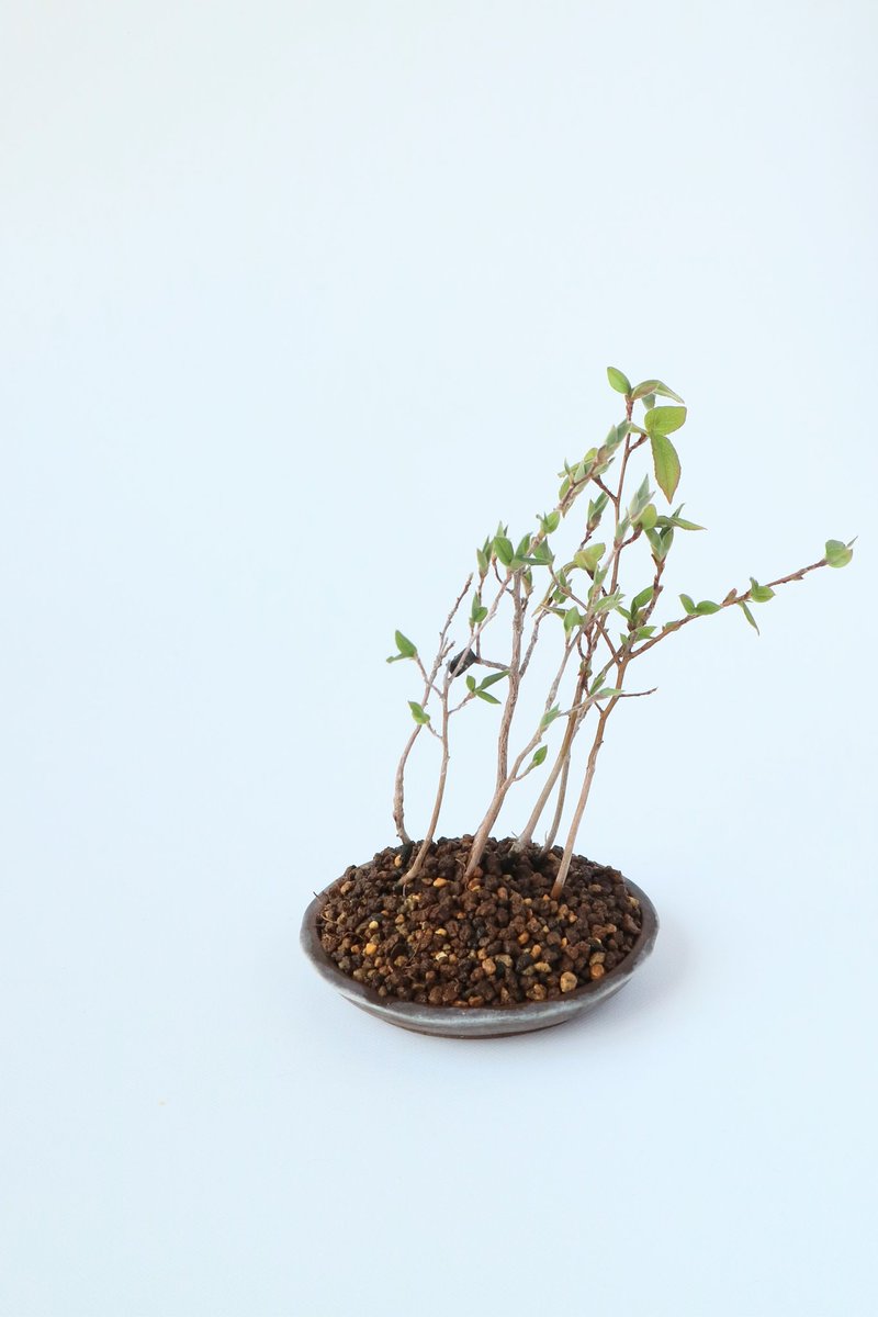 kinsyo826's tweet photo. ヒメシャラ
遅い植え替えを
#ミニ盆栽
#自作鉢
#minibonsai https://t.co/ua1jHpaW8y