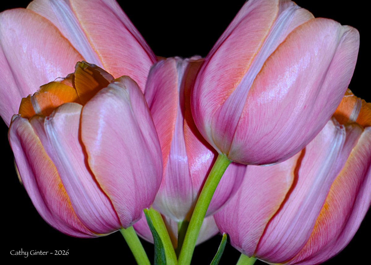 CathyGinter's tweet photo. One of my favorite late flowering Tulips, Menton received the Royal Horticultural Award of Garden Merit in 2008. Part of the "French Tulip" group, Menton is prized both for its beauty and its value as a long-lasting cut flower.
#Flowers #Nature #Photography #SignsOfSpring https://t.co/ez7y4BCDYk
