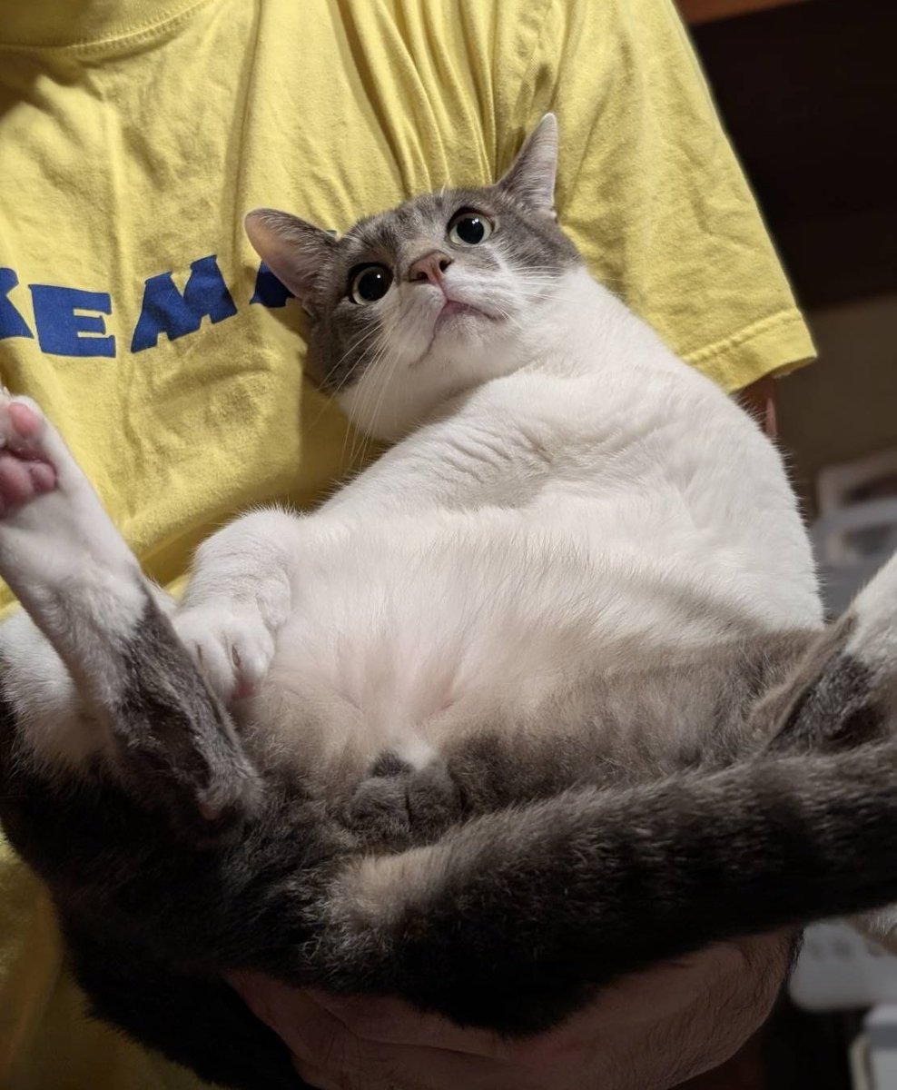 ちゆお tweet media