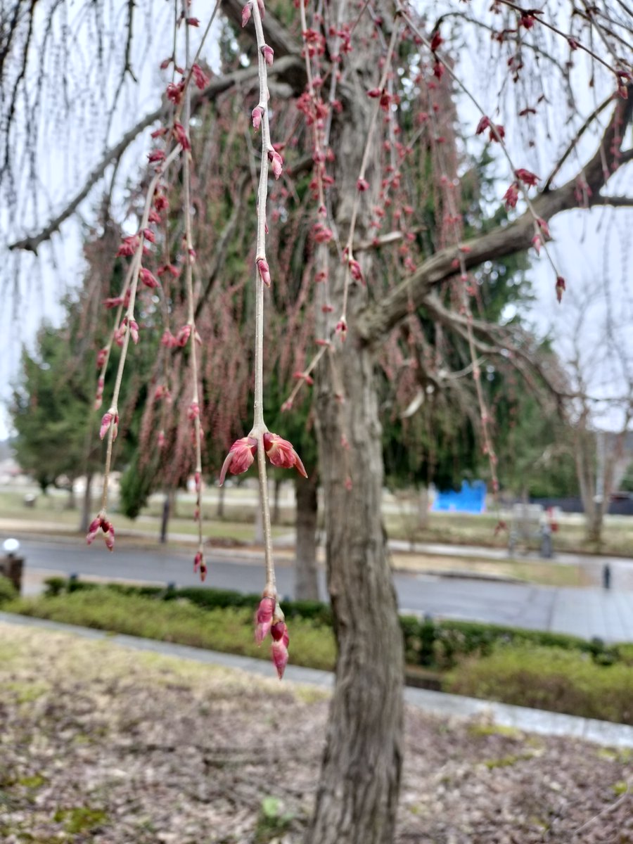 小坂鉱山事務所です🌸
周辺の桜が満開になるまで定期的にお届けします！
枝垂桜はつぼみが少し開いてきて赤っぽくなってきてます✨
ほかの桜はつぼみがついたばかりです。
県内では開花している所もあるようですが、小坂町はまだまだ先になりそうです🌸
#小坂町
#明治百年通り
#小坂鉱山事務所