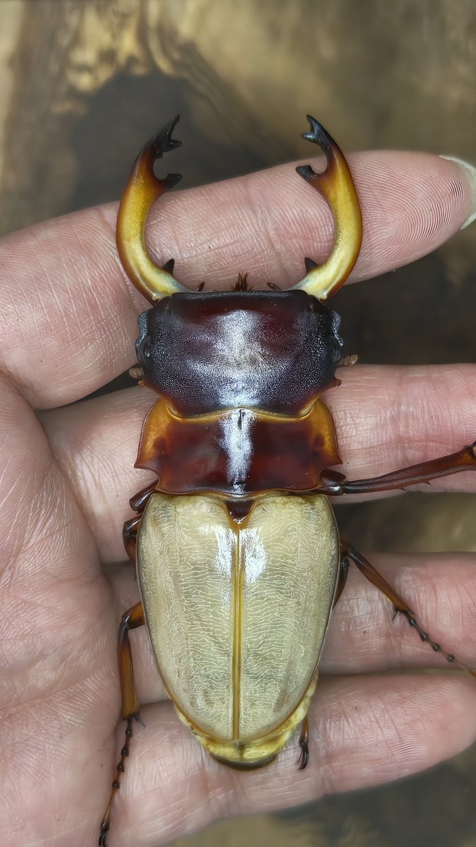 ビーム@C107 火曜東ユ62a tweet media