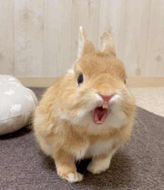 ヒート１勝つ準備は整った✅
応援よろしくお願いします🤠