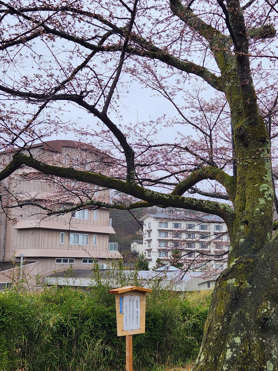 dakeonsen_s's tweet photo. 撮影日　2026年4月10日
開花状況　咲き始め

お待たせいたしました🌸
標本木の開花宣言です。
岳温泉桜坂の桜が開花しました。
今日はあいにくの雨ですが、
週末に向けて、しっとりと咲き始めています。
#二本松の桜
#岳温泉の桜
#岳温泉桜坂 https://t.co/DdztbNL9cp