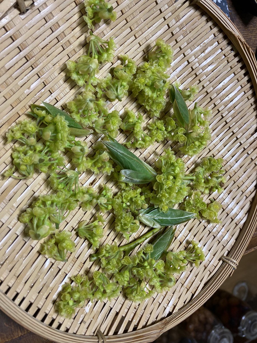 クロモジの花
新芽より先に開く

お茶にしている人がいたので
カオスな庭から摘んでみた

もう少し葉っぱ出てきたら葉っぱも
摘もう

花自体は殆ど香らない
これがどうなるのかな

実験