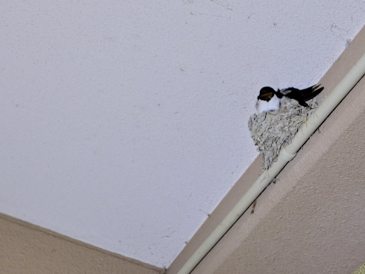 べべたんはオットット🌈虹の橋🐥💕 tweet media